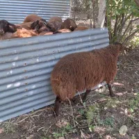 بره نرهمو  و بره  ماده هترو و همو|حیوانات مزرعه|اصفهان, کوی امام|دیوار