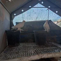 کبوتر