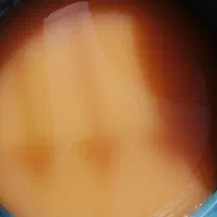 سرکه سیب خانگی|خوردنی و آشامیدنی|شیراز, طلاب|دیوار