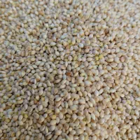 فروش ارزن قلعه گنج