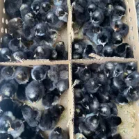 جوجه و محلی و گوشتی و گلپایگان