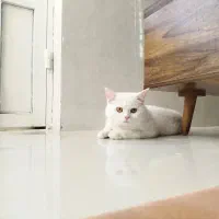 گربه پرشین|گربه|اشکنان, |دیوار