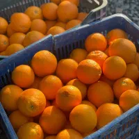 فروش پرتقال درجه یک و دو