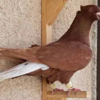 یه بعله دمسفید گرفتم