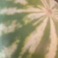 هندوانه گاوی فی 10