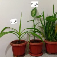 گل و گیاه شاداب|گل و گیاه طبیعی|ابهر, |دیوار