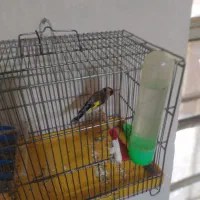 سهره ماده کارداده