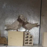 یک جفت کبوتر طوقی|پرنده|کوهدشت, |دیوار