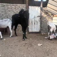 نر بز پاکستانی|حیوانات مزرعه|خاوران, |دیوار