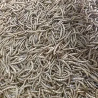 کرم میلورم خشک