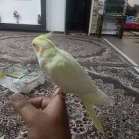 عروس پاریس