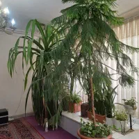 پاندوس و کاج مطبق بزرگ هر عدد ۱۰ تومن ۲.۵ متر