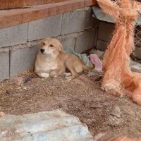 واگذاری توله سگ اشپیزخانگی