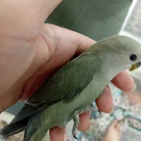 جوجه کوتوله دستی