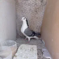 دمگیر ماده دستگردی|پرنده|اصفهان, خیادان|دیوار