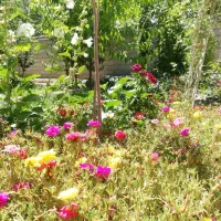 فروش باغ ویلایی دراسکو|فروش زمین و ملک کلنگی|اسکو, |دیوار