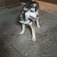 هاسکی|سگ|مشهد, محمدآباد|دیوار