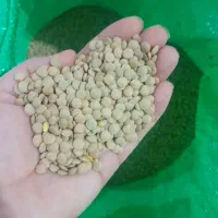 انواع حبوبات محلی