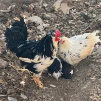 مرغ و خروس گلین|حیوانات مزرعه|ماهدشت, |دیوار