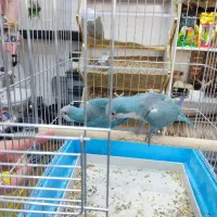 جفت راهب مولد آبی و زرد کرمینو و...
