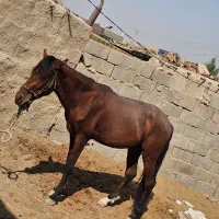 حیوانات|حیوانات مزرعه|هیرمند, |دیوار