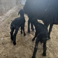 فروش ۱۲۰راس میش ابستن و زاییده قره قزل و هترو