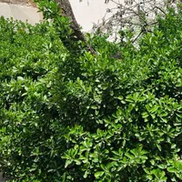 باغ ویلا سندتکبرگ کنتورآب برق گازشهری|فروش خانه و ویلا|هشتگرد, شهرک راه آهن|دیوار