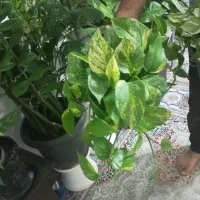 گل برای روز مادر|گل و گیاه طبیعی|امیدیه, |دیوار