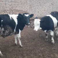 حیوانات مزرعه