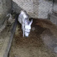 ماده خر|حیوانات مزرعه|اراک, |دیوار