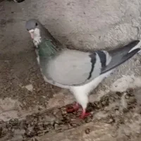 چپ سبز گلدار و یال سبز  جفت