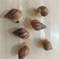 فروش حلزون آفریقایی سوپرمولد ،خاک مکمل