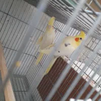 قفس دست ساز و عروس هلندی فر و شی|لوازم جانبی حیوانات|رباطکریم, شهرک والفجر|دیوار