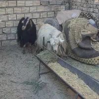 ۱۲۳|حیوانات مزرعه|بم, |دیوار