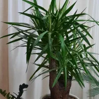 درخچه یوکا|گل و گیاه طبیعی|کرمانشاه, |دیوار