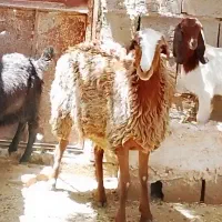 بره و بزغاله