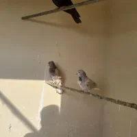 سه عدد کبوتر|پرنده|صفادشت, |دیوار