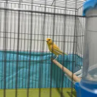 قناری|پرنده|مسجد سلیمان, |دیوار