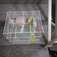 مرغ عشق فروشی