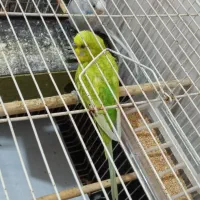 مرغ عشق و فنچ