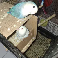 طوطی برزیلی مولد یک ساله|پرنده|تهران, مشیریه|دیوار