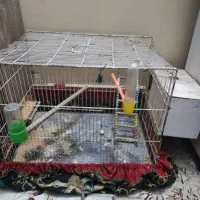 عروس هلندی جفت