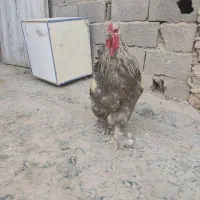 مرغ خروس برهما اصل جوان|حیوانات مزرعه|صباشهر, |دیوار
