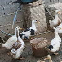 بگ بگی، اردک|حیوانات مزرعه|بهنمیر, |دیوار