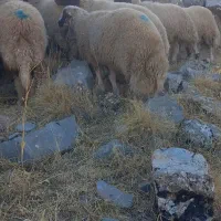 قوچ کاور ورن سنجابی|حیوانات مزرعه|بیلوار, |دیوار