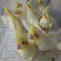 جوجه عروس هلندی|پرنده|تاکستان, |دیوار