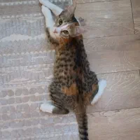 واگذاری گربه|گربه|شاهینشهر, شهرک امام علی|دیوار