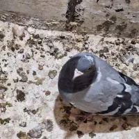 قره سبز و سیاه پاک