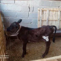 گاوجرسی|حیوانات مزرعه|مهر, |دیوار