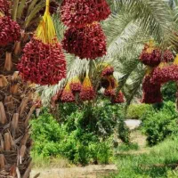 داوطلبانه باغچه